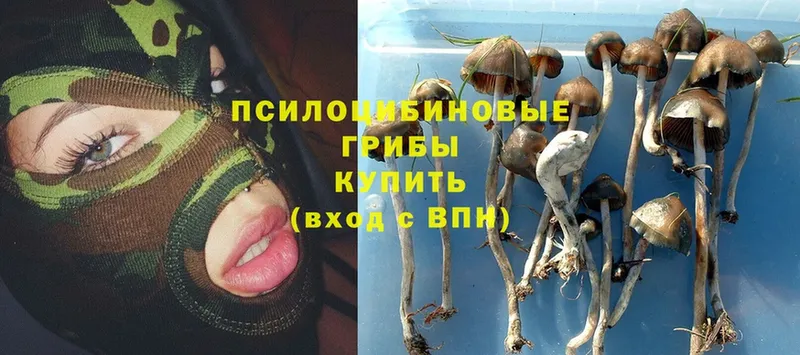 Галлюциногенные грибы Psilocybe Белёв